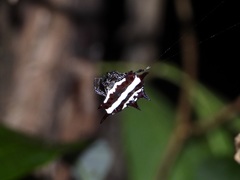Gasteracantha doriae