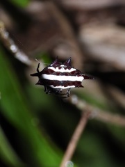 Gasteracantha doriae