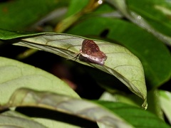 Zythos turbata