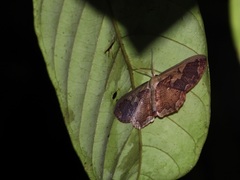 Zythos turbata