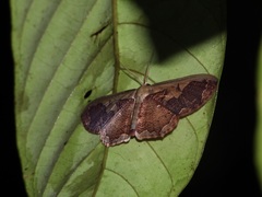 Zythos turbata
