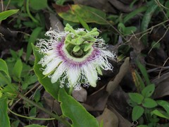 Passiflora edulis edulis
