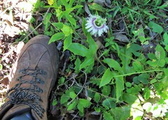 Passiflora edulis edulis