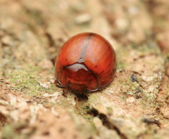 Derispia gibbosa