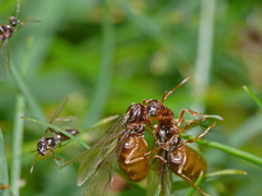 Lasius flavus