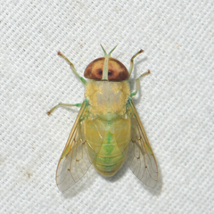 Chlorotabanus