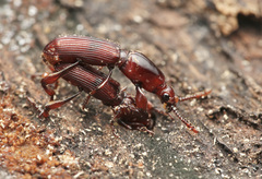 Cyphagogini