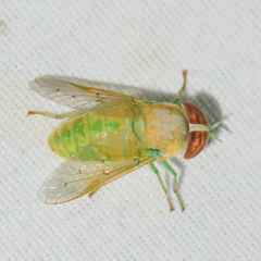 Chlorotabanus