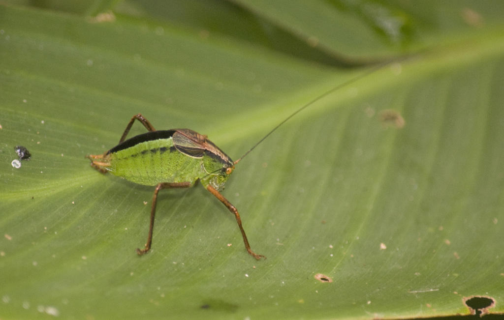 Anisophya melanochloris