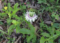 Passiflora edulis edulis