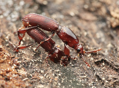 Cyphagogini