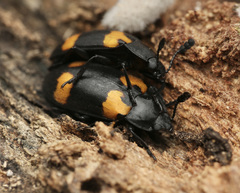 Episcapha quadrimacula