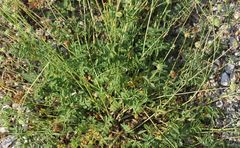 Sanguisorba minor balearica