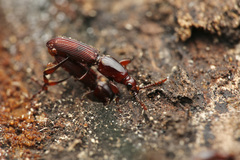 Cyphagogini