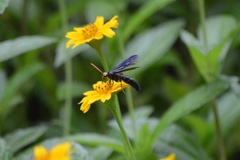 Scolia superciliaris