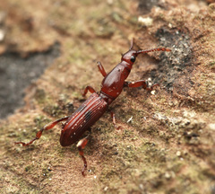 Cyphagogini