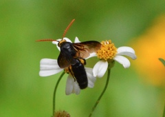 Scolia superciliaris