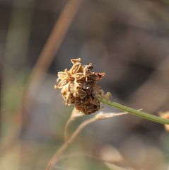Sanguisorba minor balearica