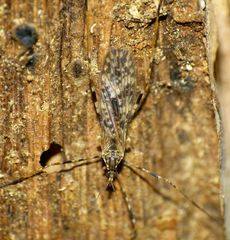Amphineurus hudsoni