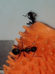 Camponotus