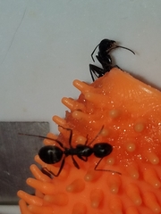 Camponotus