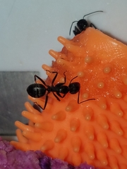 Camponotus
