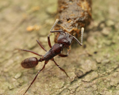 Odontoponera transversa