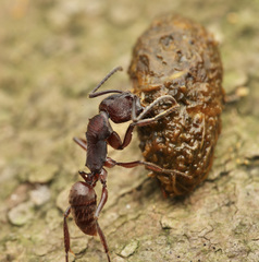 Odontoponera transversa