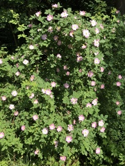 Rosa glauca
