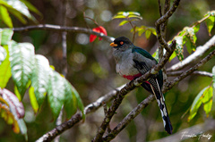 Priotelus roseigaster