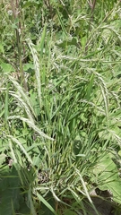 Elymus sibiricus