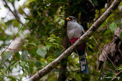 Priotelus roseigaster