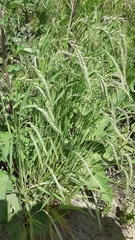 Elymus sibiricus