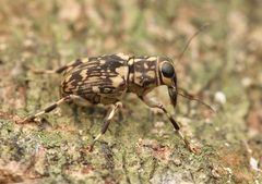 Litocerus