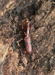 Cyphagogini