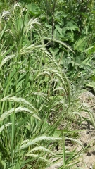 Elymus sibiricus