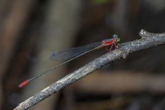 Teinobasis ruficollis