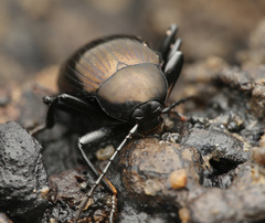 Amarygmus metallicus