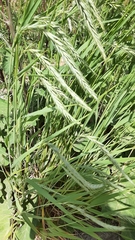 Elymus sibiricus