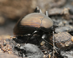Amarygmus metallicus