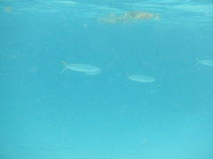 Hemiramphus brasiliensis