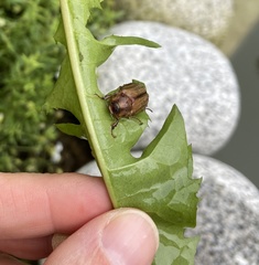 Amphimallon solstitiale