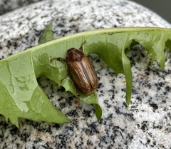 Amphimallon solstitiale