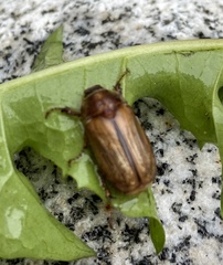 Amphimallon solstitiale