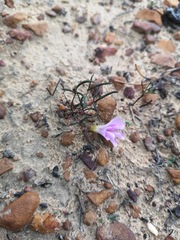 Oxalis stokoei