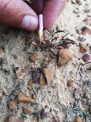 Oxalis stokoei