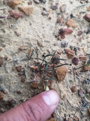 Oxalis stokoei
