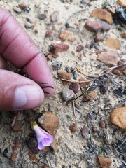 Oxalis stokoei