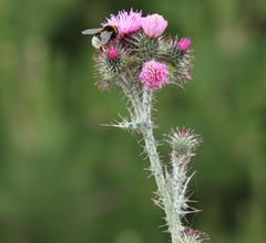 Carduus litigiosus