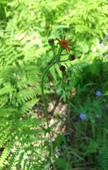 Tephroseris porphyrantha